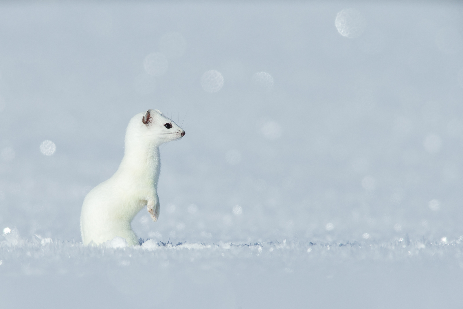 White Ermine 17